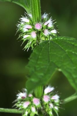 Leonurus cardiaca (Common Motherwort), bud, flower