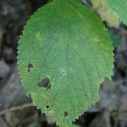 Laportea canadensis (Wood Nettle), leaf, upper surface