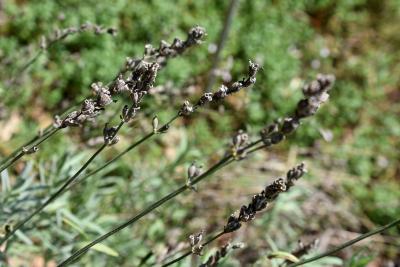 Lavandula angustifolia (Lavender), infructescence