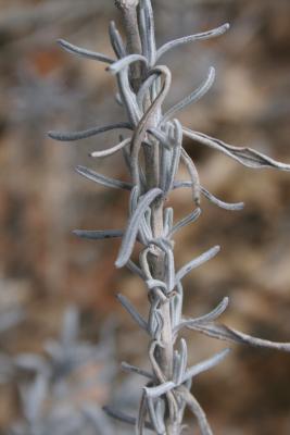 Lavandula angustifolia (Lavender), bark, stem