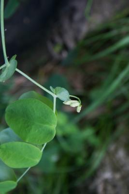 Lathyrus venosus (Veiny-pea), bud, flower