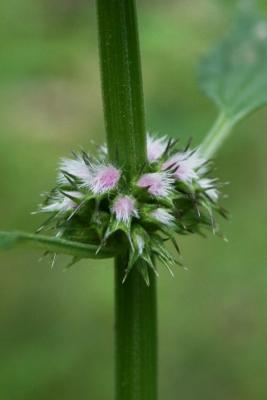 Leonurus cardiaca (Common Motherwort), bud, flower
