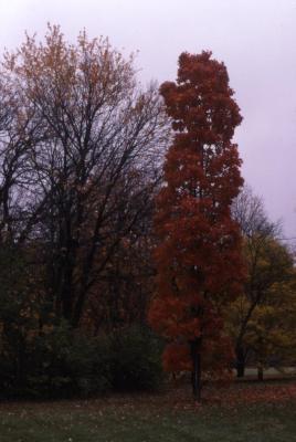Acer saccharum ‘Temple’s Upright’ (Temple’s Upright sugar maple), fall color, habit