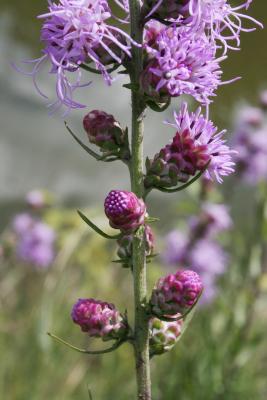 Liatris aspera (Rough Blazing Star), bud, flower
