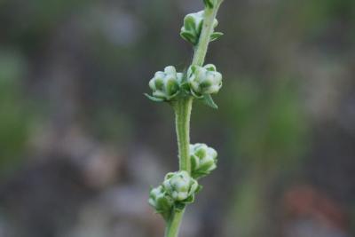 Liatris aspera (Rough Blazing Star), bud, flower