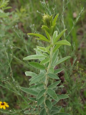 Lespedeza capitata (Round-headed Bush-clover), habit, spring