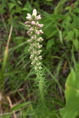 Liatris spicata (Marsh Blazing Star), bud, flower