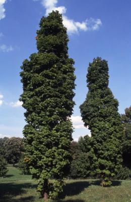 Acer saccharum ‘Temple’s Upright’ (Temple’s Upright sugar maple), habit, summer