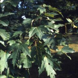 Acer saccharinum (silver maple), leaves, summer