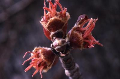 Acer saccharinum (silver maple), female flowers, spring