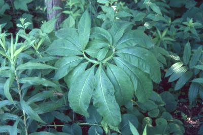 Arisaema dracontium (green dragon), leaf