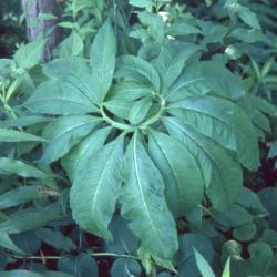 Arisaema dracontium (green dragon), leaf