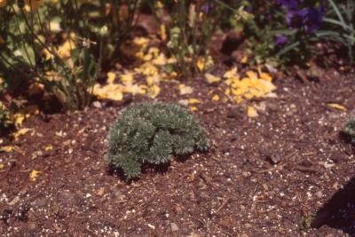 Artemisia schmidtiana 'Silver Mound' (Silver Mound artemisia), form 