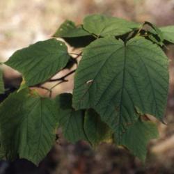 Acer pensylvanicum (striped maple), leaves