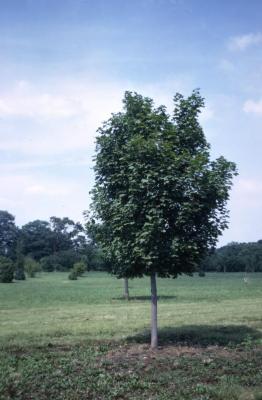 Acer platanoides ‘Charles F. Irish’ (Charles F. Irish Norway maple), habit, summer