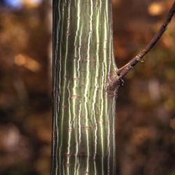 Acer pensylvanicum (striped maple), bark