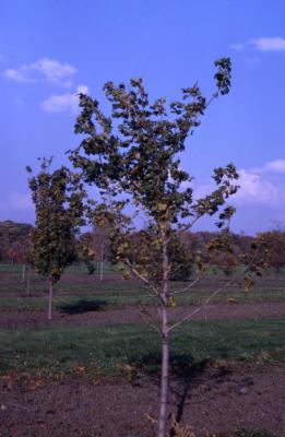 Acer platanoides ‘Superform’ (Superform Norway maple), habit, fall
