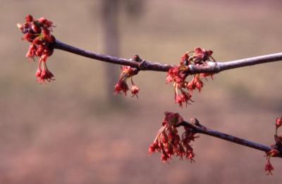 Acer rubrum (red maple), twigs and flowers, spring