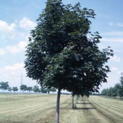 Acer platanoides ‘Schwedleri’ (Schwedler Norway maple), habit, summer