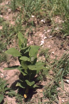 Asclepias syriaca (common milkweed), form