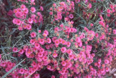 Symphyotrichum novae-angliae 'Andenken an Alma Potschke' (Andenken an Alma Potschke New England aster), flowers