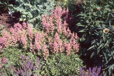 Astilbe chinensis 'Visions' (Visions Chinese astilbe), flower