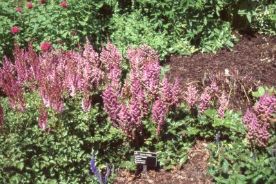 Astilbe chinensis 'Visions' (Visions Chinese astilbe), form