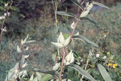 Asclepias syriaca (common milkweed), fruit