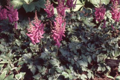 Astilbe chinensis 'Visions' (Visions Chinese astilbe), form