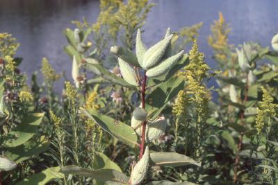 Asclepias syriaca (common milkweed), fruit
