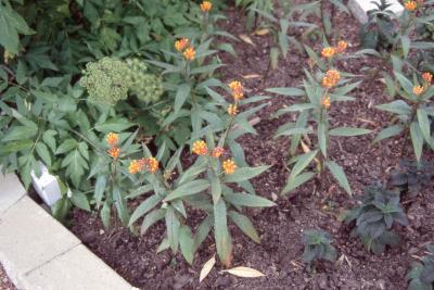 Asclepias curassavica L. (blood red milkweed), form