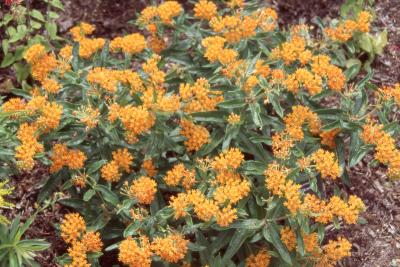 Asclepias tuberosa L. (butterfly weed), form