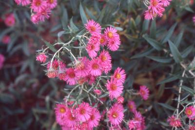 Symphyotrichum novae-angliae 'Andeken an Alma Potschke' (Andeken an Alma Potschke New England aster), flower