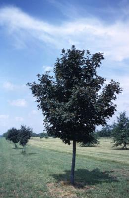 Acer pseudoplatanus ‘Atropurpureum’ (Purple-leaved sycamore maple), habit, summer