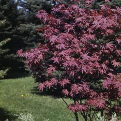 Acer palmatum ‘Atropurpureum’ (Purple-leaved Japanese maple)