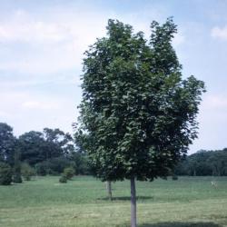 Acer platanoides ‘Charles F. Irish’ (Charles F. Irish Norway maple), habit, summer