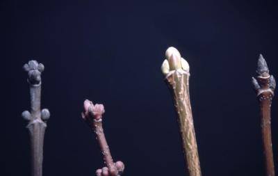 Acer (maple), bud and twig comparison