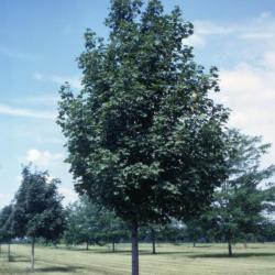 Acer platanoides (Norway maple), habit, summer