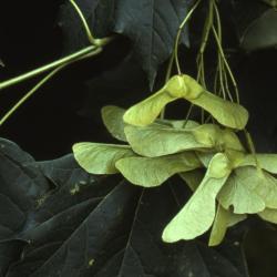 Acer platanoides (Norway maple), fruit