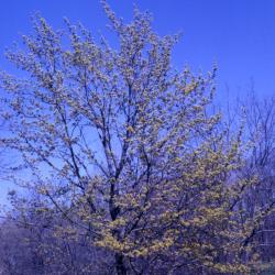 Acer platanoides (Norway maple), habit, spring