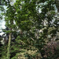Acer pensylvanicum (striped maple), spring