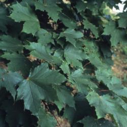 Acer platanoides ‘Erectum’ (Upright Norway maple), leaves, summer
