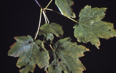 Acer rubrum (red maple), leaves