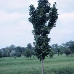 Acer platanoides ‘Erectum’ (Upright Norway maple), habit, summer