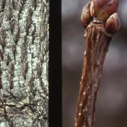 Acer platanoides (Norway maple), bark and bud