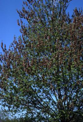 Acer rubrum (red maple), spring