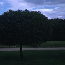 Acer platanoides ‘Globosum’ (Globe Norway maple), habit, summer