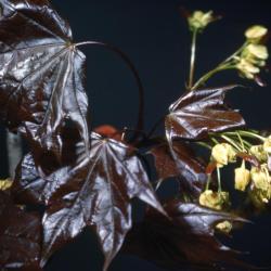 Acer platanoides ‘Schwedleri’ (Schwedler Norway maple), leaves and flowers