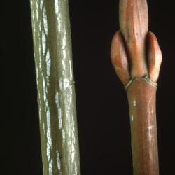 Acer pensylvanicum (striped maple), twig and bud