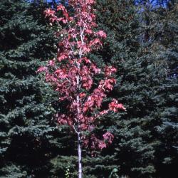 Acer rubrum ‘Bowhall’ (Bowhall red maple), habit